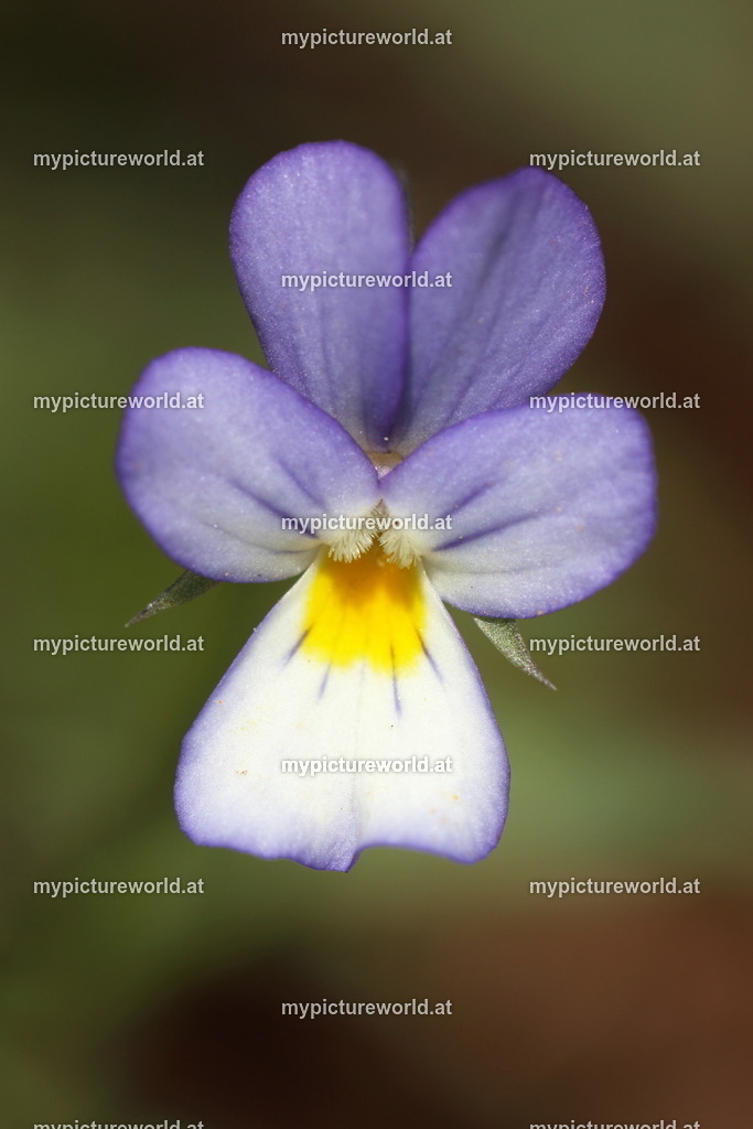 Acker-Stiefmütterchen-009 | Das Bilderarchiv über Tiere, Planzen und Landschaften. In der Bilddatenbank finden Sie ein große Auswahl an hochwertigen Bilder für Ihre Werbung - Realisiert mit Pictrs.com