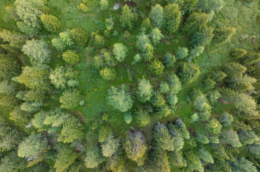 Divers_Erlebnisraum_Wald_23_Peter_Maier-13 | default
