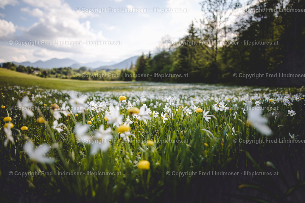 Narzissenbluete Mariazellerland 2018-40602 | Fotos und Fotoprodukte - Realisiert mit Pictrs.com
