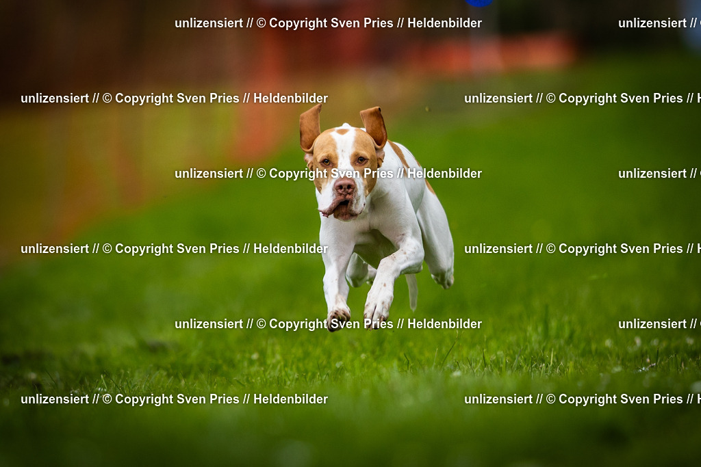 Sven Pries | 2025-04-13 - Hunderennen Baden-Baden - Realisiert mit Pictrs.com