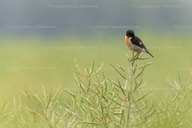 2018101 | Tierfotografie, Tierkalender, Tierbilder, Insekten, Spinnen, Vögel, Schmetterling, Libellen, Leinwand, Colorkey, Qualität, Geschenkartikel, Geschenk - Realisiert mit Pictrs.com