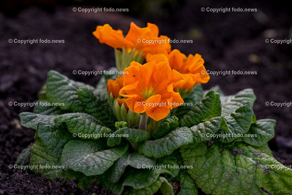 Fruehling_ Blumen_ Fruelingsboten_ 05.03.2025-13 | 05.03.2025, Linz, AUT, Fruehling, Blumen, Fruehlingsboten, im Bild Frühling, Blumen, Frühlingsboten, Fruehling, Fruelingsboten, Primel, Blütenpflanze, Vorfrühling