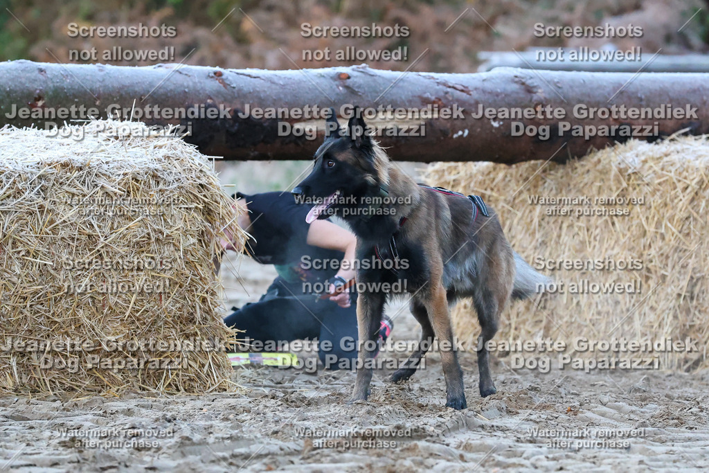 Dog Paparazzi - Strongdog 10-25-69 | Dog Paparazzi Jeanette Grottendiek Fotografie & Videografie - Realisiert mit Pictrs.com