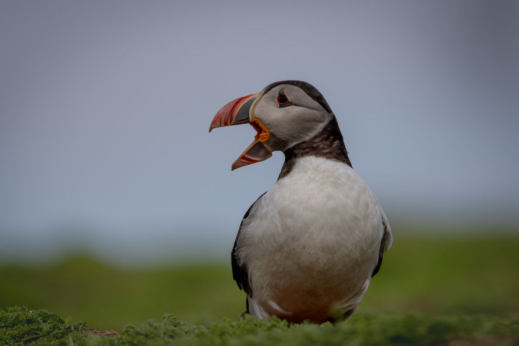 Voices of the Colony | An Atlantic Puffin (Fratercula arctica) with its bill open during the breeding season on Skomer Island, Wales. The expressive pose captures a fleeting behavioural moment, revealing another side of one of the North Atlantic's most charismatic seabirds.
