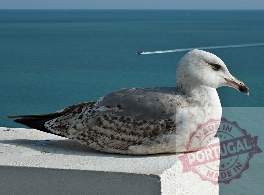 Seagull resting on a ledge overlooking blue ocean water | Seagull sitting on a concrete ledge with a boat moving in the ocean background - Realized with Pictrs.com