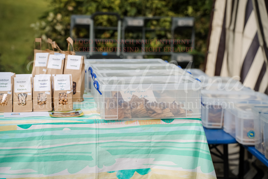 20250928_Hunderennen-338 | MuT (Mensch und Tier) mit Mona - Fotografie und Tierkommunikation - Realisiert mit Pictrs.com