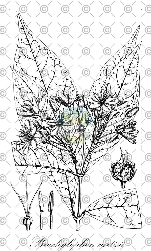 HistAbb_wfo-1000018705_1_ENZY_Simple | Historische Abbildung von Brachylophon curtisii - Malpighiaceae | Historical Illustration of Brachylophon curtisii - Malpighiaceae