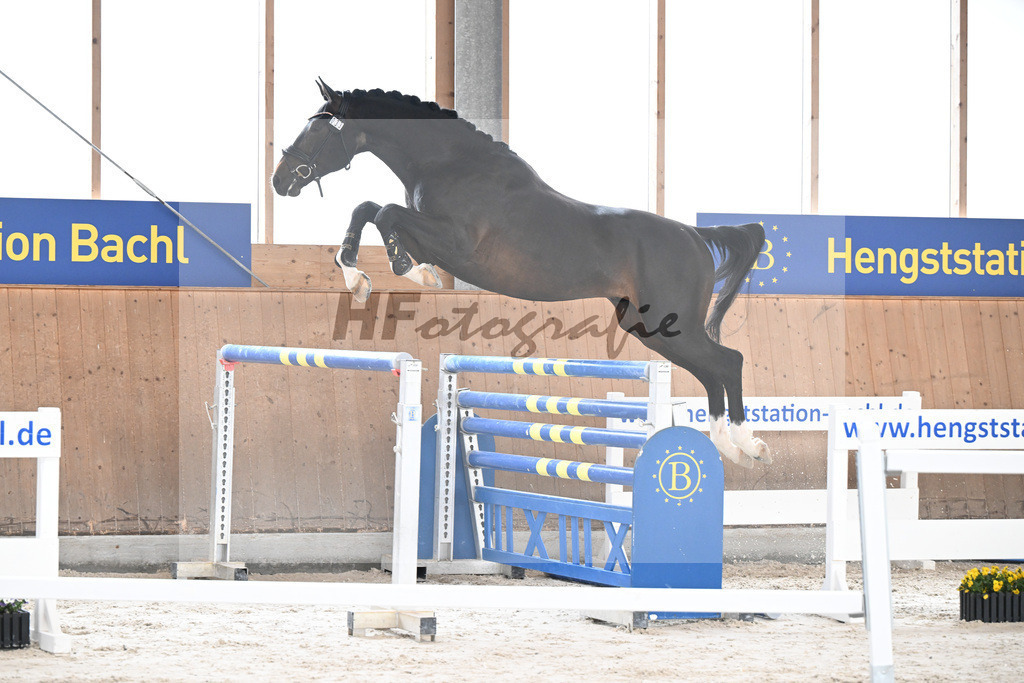 Kat-Nr. 33 El Pablo v. El Barone 111 Z_Schaefer_5251624 | hf-fotografie - Realisiert mit Pictrs.com