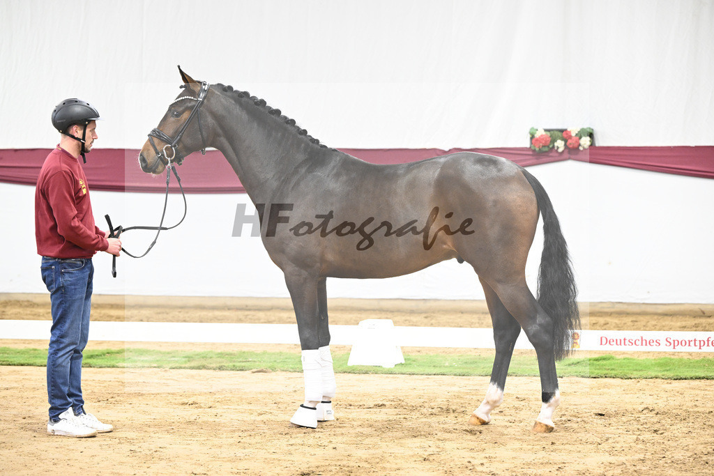 Kat-Nr. 70 Valdiviani x Fuerstenball_Joachim Weil_47252568 | hf-fotografie - Realisiert mit Pictrs.com