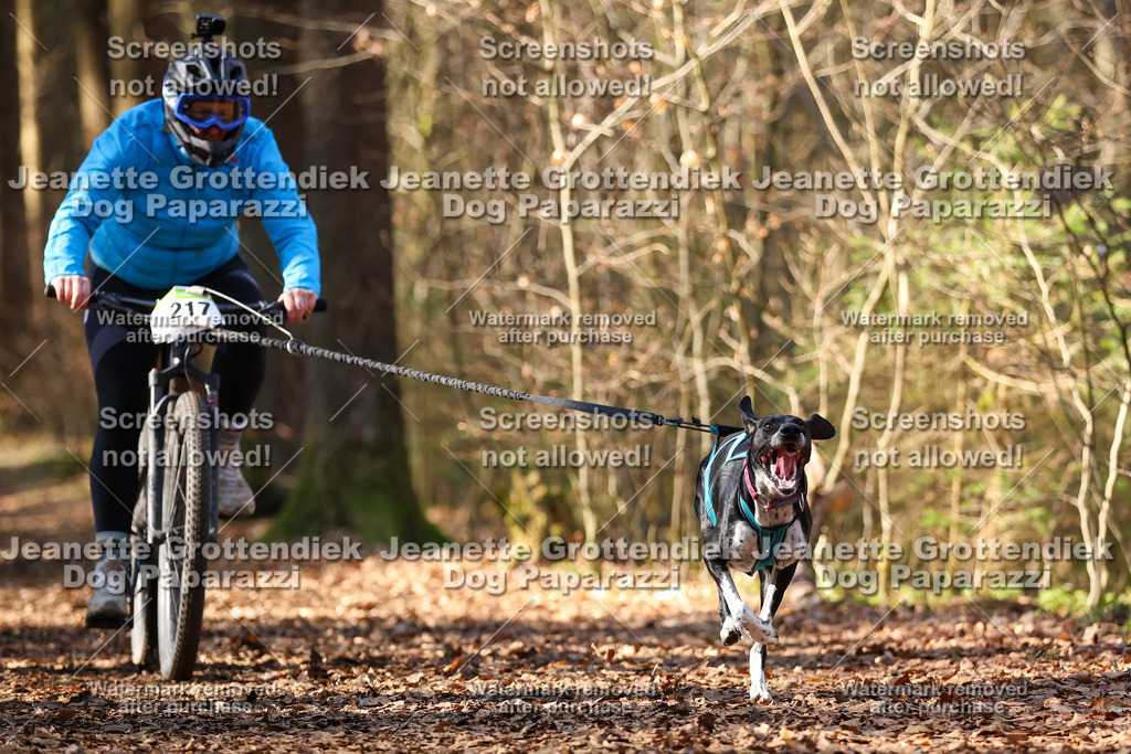 Dog Paparazzi - VCC26-1026 | Dog Paparazzi Jeanette Grottendiek Fotografie & Videografie - Realisiert mit Pictrs.com