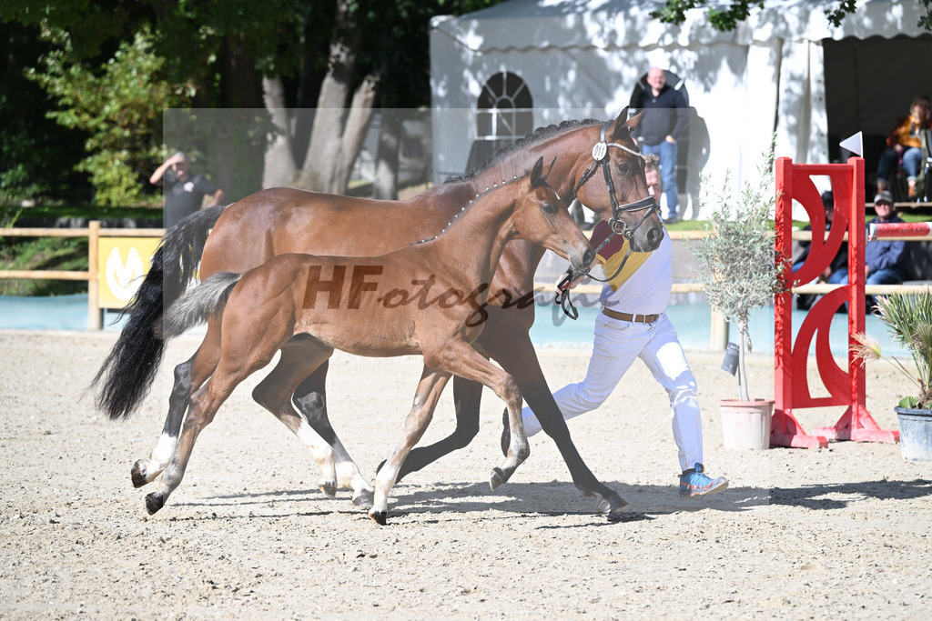 Fohlenauktion Next Chance_49220188 | hf-fotografie - Realisiert mit Pictrs.com