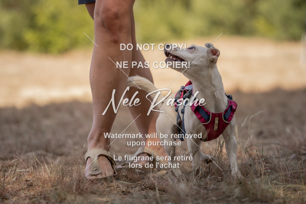 nelerasche_soDD2_231 | nelerasche