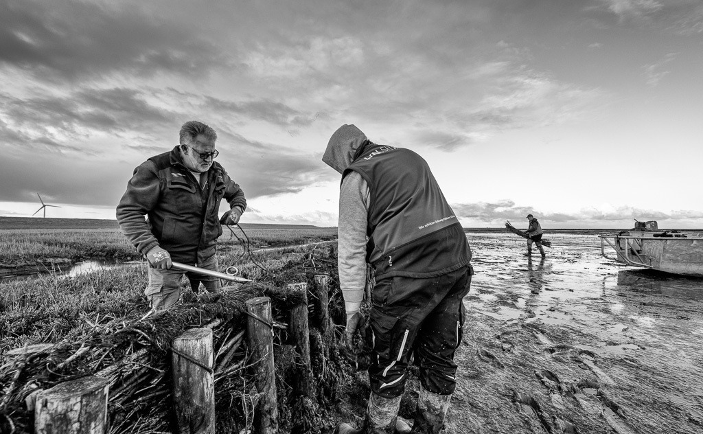 Lahnungsarbeiten des LKN.SH im Watt vor Pellworm © Holger Rüdel | Der Online-Shop von Holger Rüdel. Ausgewählte Fotografien als FineArt-Prints bestellen: Bildreportagen, Landschaften, Wildlife, History, Infrarot-Motive in Schwarzweiß und Verschiedenes.  - Realisiert mit Pictrs.com