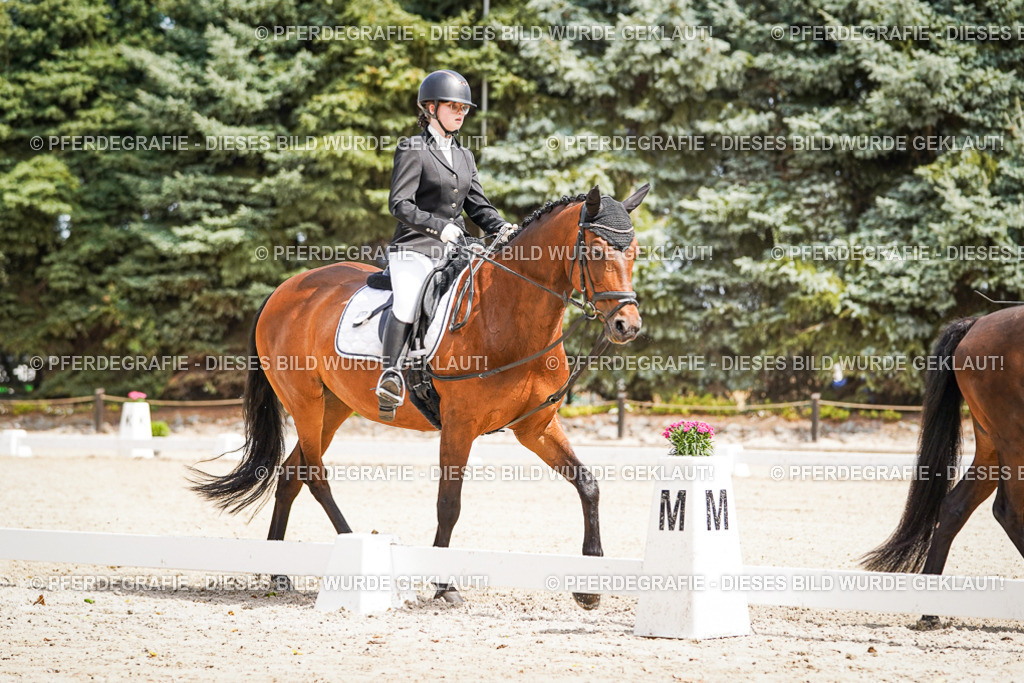 DSC02505 | Pferdegrafie