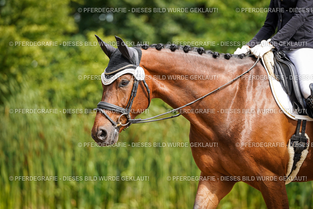 DSC07907 | Pferdegrafie