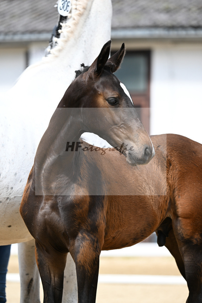 Kat-Nr. 306 Baloutaire PS x Numero Uno_HF_Schenck_20250505 | hf-fotografie - Realizzato con Pictrs.com