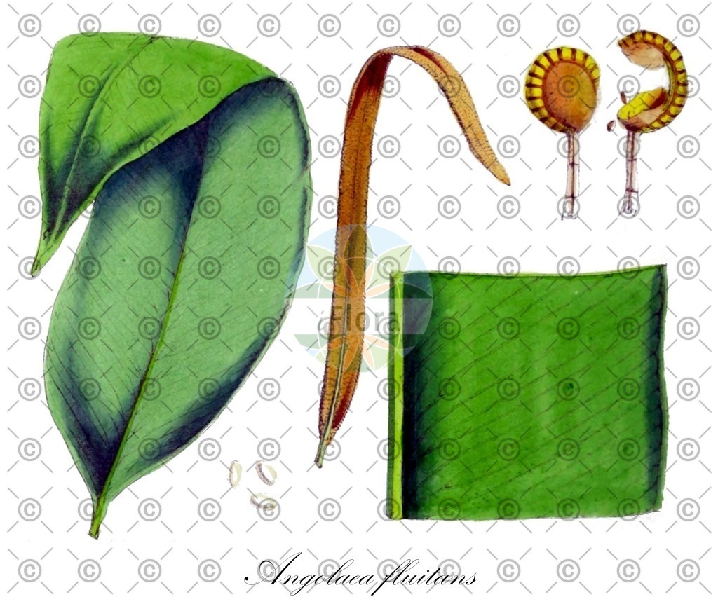 HistAbb_wfo-0000536542_323_ENZY_Simple | Historische Abbildung von Angolaea fluitans - Podostemaceae | Historical Illustration of Angolaea fluitans - Podostemaceae