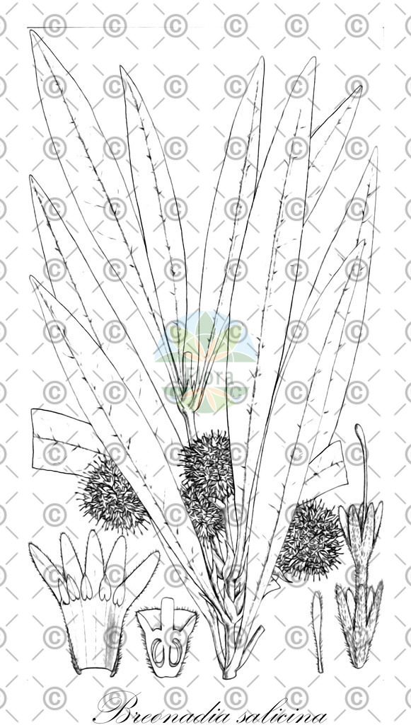 HistAbb_wfo-0000409771_1_ENZY_Simple | Historische Abbildung von Breonadia salicina - Rubiaceae | Historical Illustration of Breonadia salicina - Rubiaceae