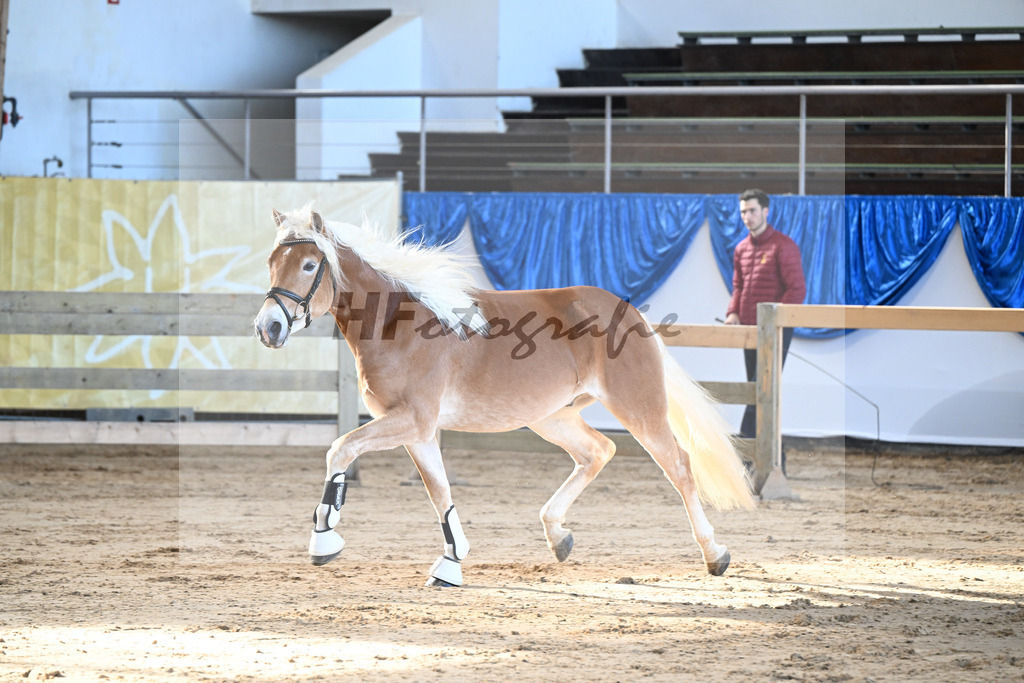 Kat-Nr. 3 Avalanche v. Ace of Hearts_Anger_48250052 | hf-fotografie - Realisiert mit Pictrs.com