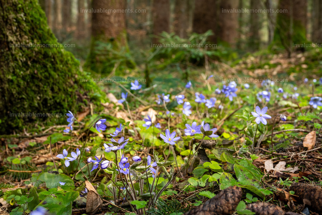 DSC_1809 | invaluablemoments.com - Realisiert mit Pictrs.com