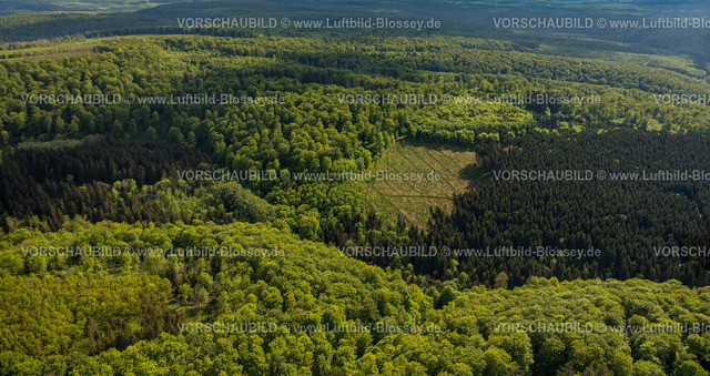 Horn-BadMeinberg240506070NSG-Bielsteinhoehle | Luftbild, NSG Naturschutzgebiet Bielsteinhöhle, Lichtung im Wald, Gebiet mit Waldschäden, Bäume bis zum Horizont, Teutoburger Wald, Veldrom, Horn-Bad Meinberg, Ostwestfalen, Nordrhein-Westfalen, Deutschland