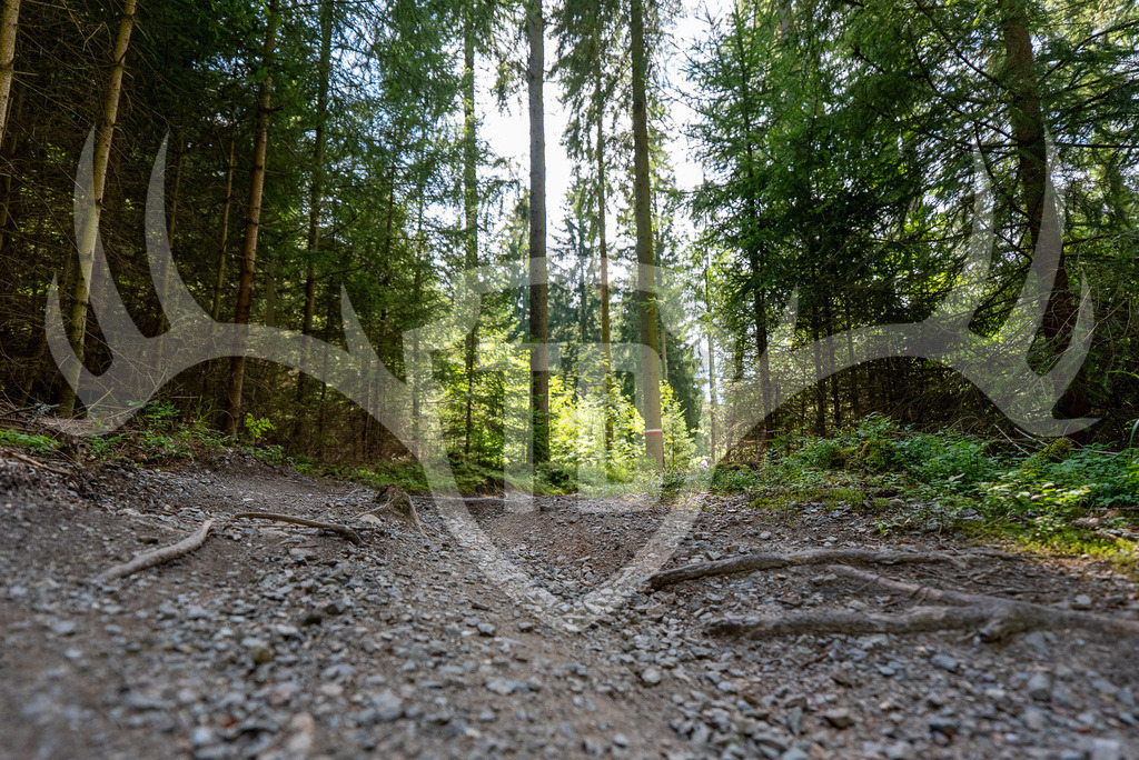 _DSC0016 | Fotogalerie der Treibjagd im Dunkelwald - Dein MTB Etappenrennen im Erzgebirge - Realisiert mit Pictrs.com