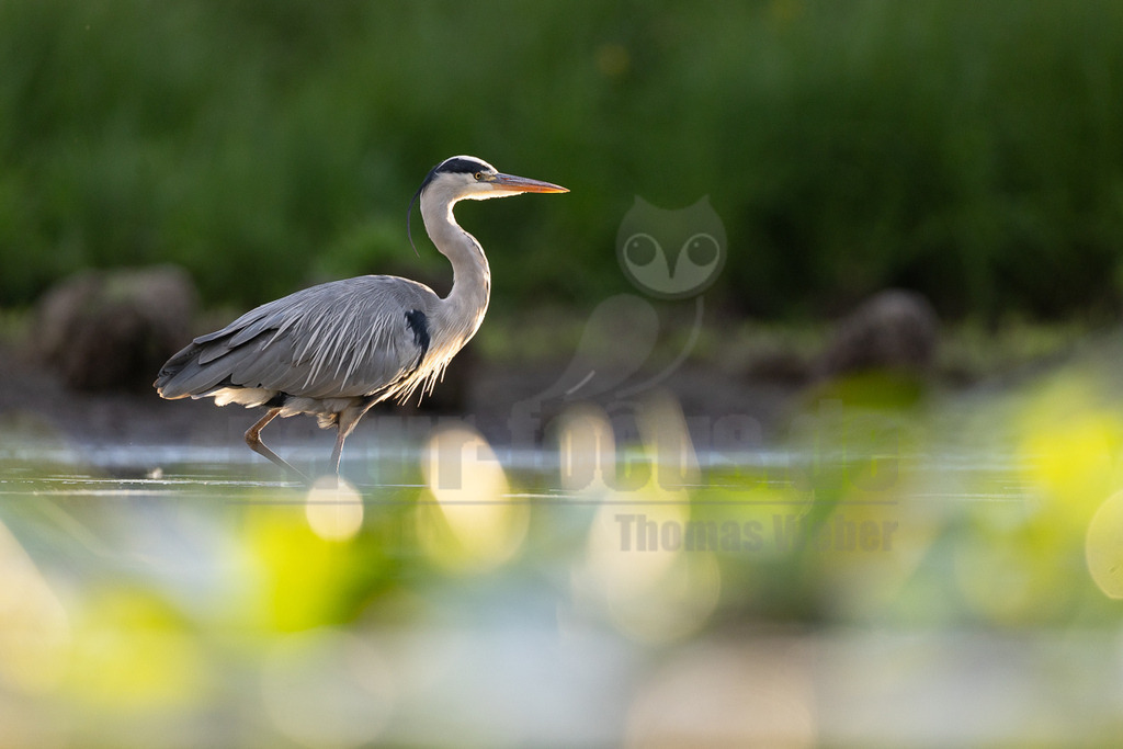 _5M21536_20250830 | Ein eleganter Graureiher (Ardea cinerea) steht im flachen Wasser, sein graues Gefieder ist vom Gegenlicht der untergehenden Sonne golden beleuchtet. Der Vogel blickt aufmerksam nach rechts, während er langsam durch das Wasser schreitet. Im Hintergrund ist verschwommenes grünes Ufer zu sehen, und im Vordergrund spiegeln sich goldene Lichtpunkte auf der Wasseroberfläche, die eine ruhige und friedliche Atmosphäre schaffen. Es sind keine spezifischen Interaktionen mit anderen Tieren oder Objekten erkennbar, außer dem Waten im Wasser. - Realisiert mit Pictrs.com