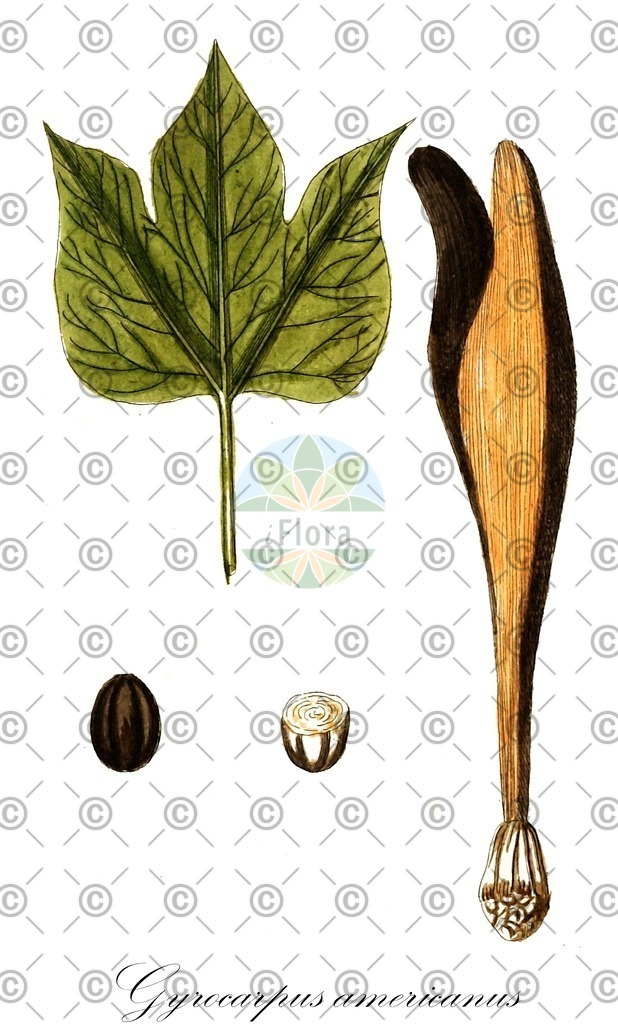 HistAbb_wfo-0000713937_1_ENZY_Simple | Historische Abbildung von Gyrocarpus americanus - Hernandiaceae | Historical Illustration of Gyrocarpus americanus - Hernandiaceae