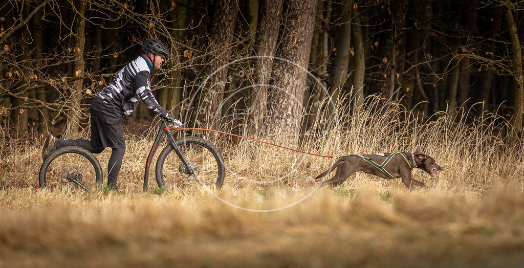 DV3A3568 | Hundefotografie, Tierfotograf, Pfotenfotografie, Fotoshooting Hund, Hunde Portrait, Hundesport, Hundeportraits, Heideshooting, Hunde, Sportfotograf, Hundefotograf, Turnierhundsport, THS,  - Realisiert mit Pictrs.com