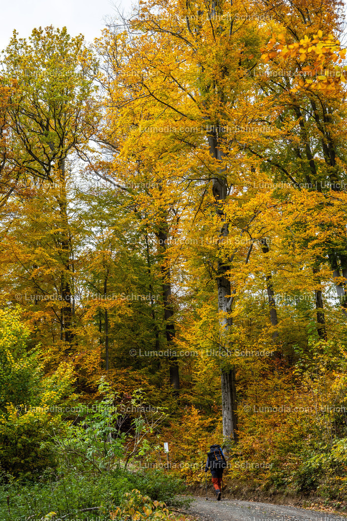 10049-12905 - Herbst im Westharz | Stockfoto und Bilderpool mit Bildmaterial aus Deutschland, dem Harz, Halberstadt, Quedlinburg, Wernigerode und weltweit. Qualitativ hochwertige und professionelle Fotos anschauen und kaufen. - Realisiert mit Pictrs.com