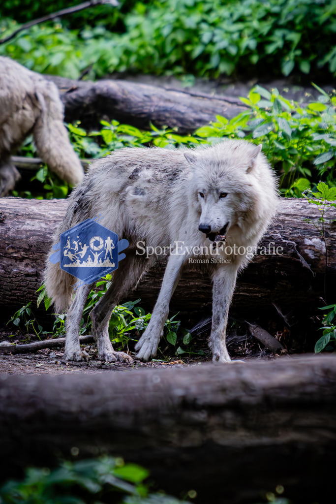 IMG_6579 | SportEventFotografie - Roman Stoiber