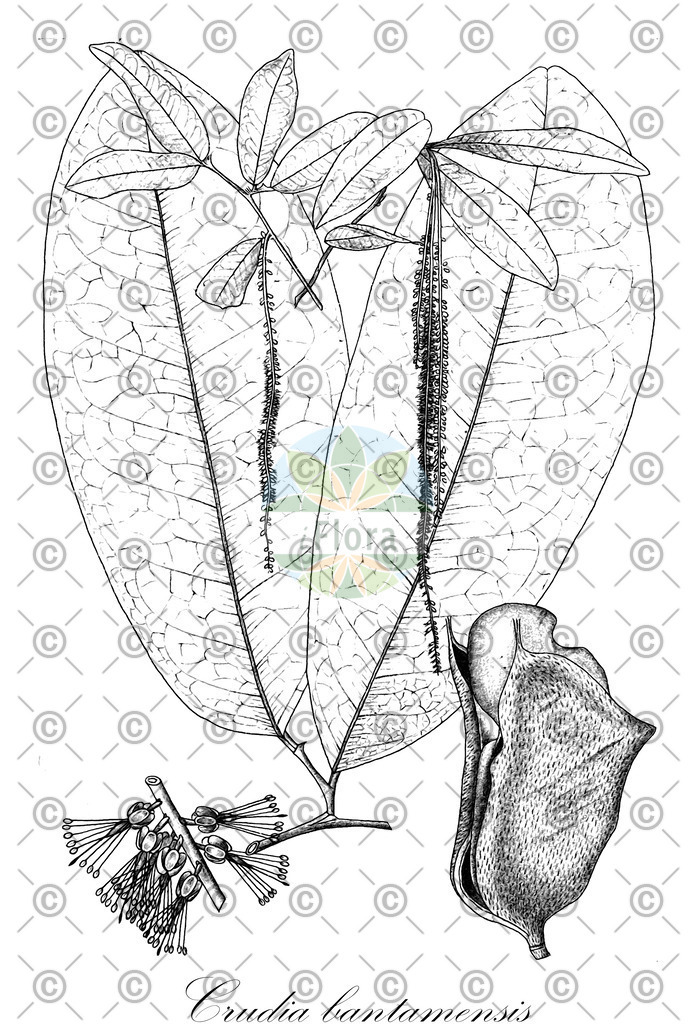 HistAbb_wfo-0000206099_1_ENZY_Simple | Historische Abbildung von Crudia bantamensis - Fabaceae | Historical Illustration of Crudia bantamensis - Fabaceae