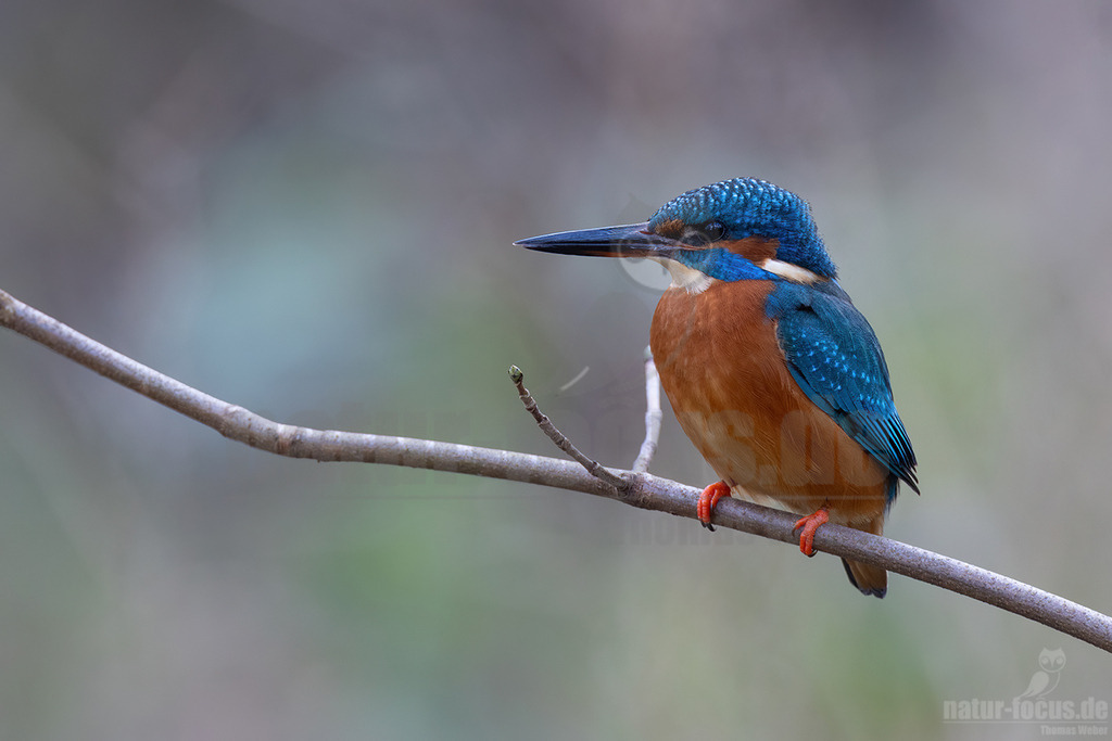 20231210120502-4 | Der Eisvogel ist die einzige in Mitteleuropa vorkommende Art aus der Familie der Eisvögel. Er besiedelt weite Teile Europas, Asiens sowie das westliche Nordafrika und lebt an mäßig schnell fließenden oder stehenden, klaren Gewässern mit Kleinfischbestand und Sitzwarten. - Realisiert mit Pictrs.com