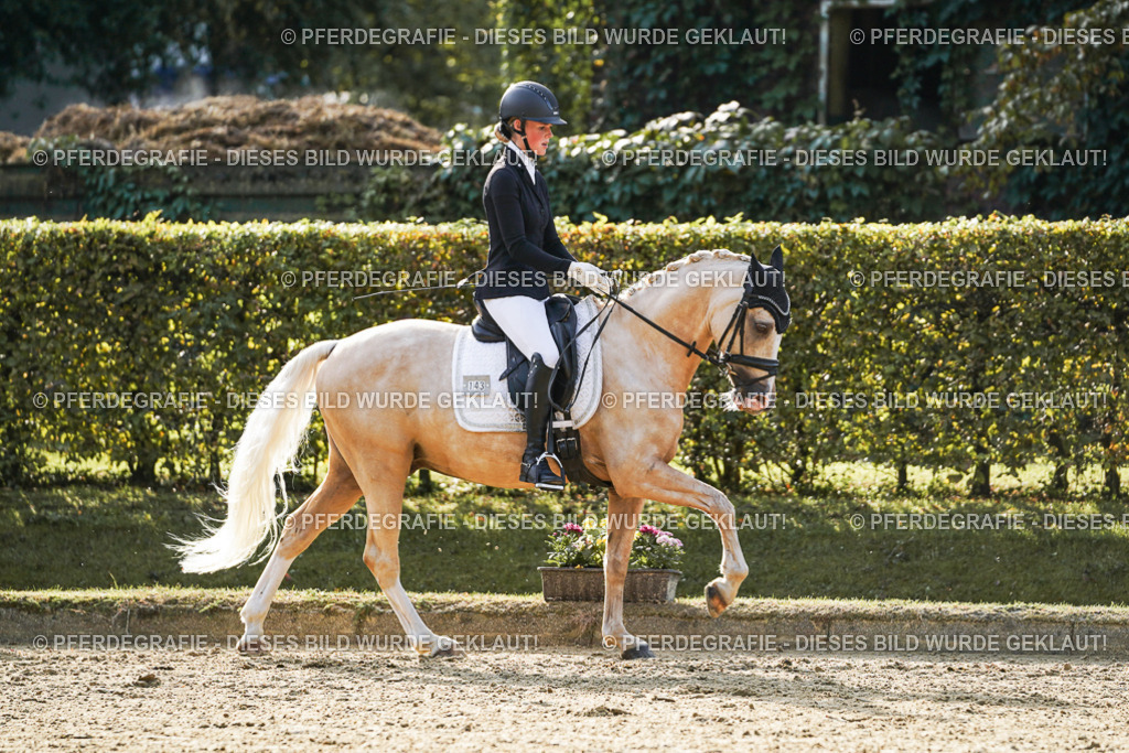 DSC04926 | Pferdegrafie