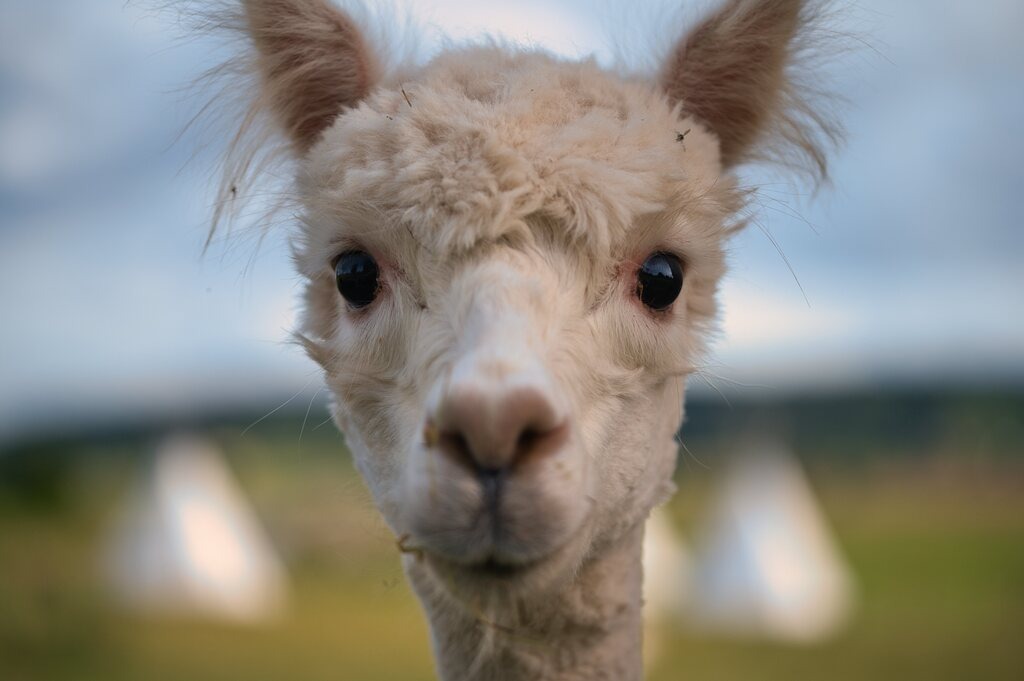 DSC_4867 | Unvergessliche Erinnerungen in Bildern festgehalten! Ob Hochzeit, Shooting oder Landschaft  - Ich bin dein Fotograf in Erfurt und Umgebung! Photo-Rauch | Sandro Rauch - Realisiert mit Pictrs.com
