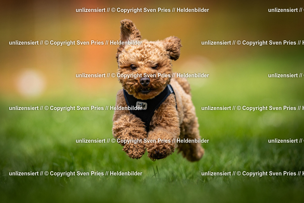 Sven Pries | 2025-04-13 - Hunderennen Baden-Baden - Realisiert mit Pictrs.com