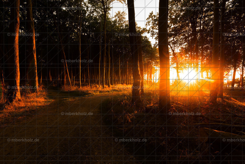 Marko_Berkholz_mberkholz_gespensterwald_MBE7581 | Bildkunst Warnemünde, Fotokunst Warnemünde, Fotostudio Rostock Warnemünde, Technologiecampus, Onlinedruckerei, Fotokunst Warnemünde, Ostseebad Warnemünde 