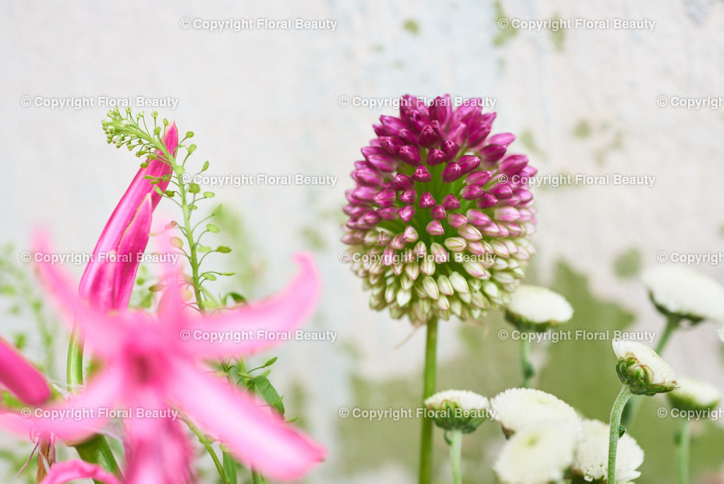 Pinker Blumenstrauß vor grün-weißer Wand | Allium mit Nerine - Realisiert mit Pictrs.com