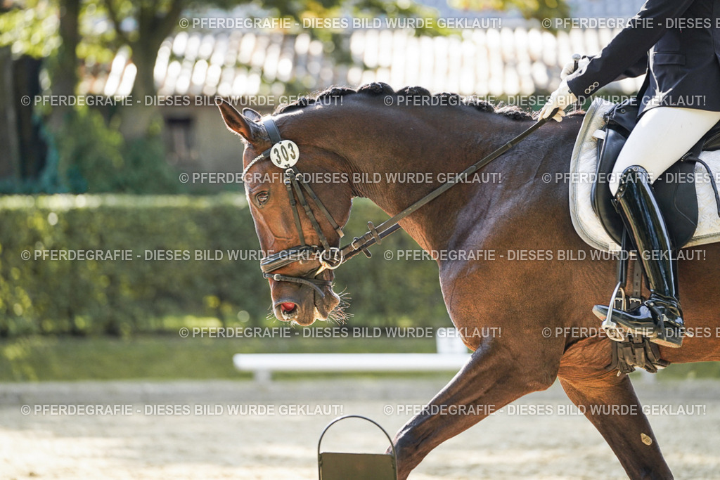 DSC06884 | Pferdegrafie