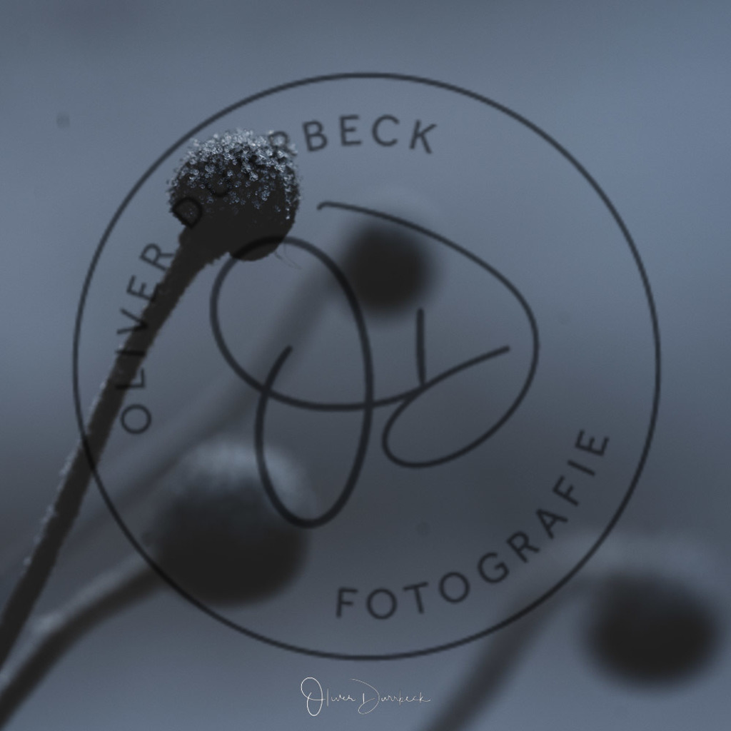 natur-pflanzen-18 | Shop für Kindergartenfotografie und andere Fotoprodukte von Oliver Dürrbeck Fotografie. - Realisiert mit Pictrs.com