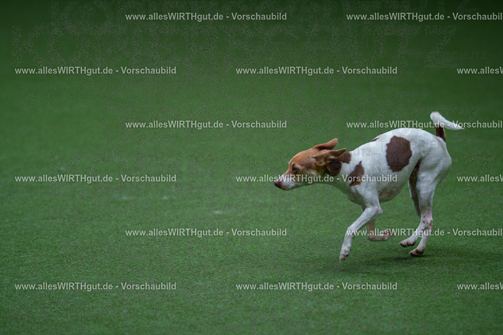 @allesWIRTHgut_Tierfotografie - www.allesWIRTHgut.de - 2604251120-7R500266 | Professionelle Tierfotografie in Mönchengladbach von Daniel Wirth (allesWIRTHgut). Liebevolle & natürliche Bilder von Hunden & Katzen für unvergessliche Erinnerungen.