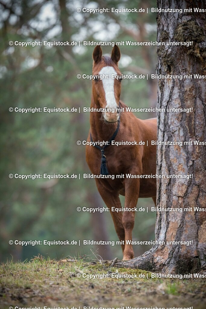 20151013_TOMsPiC_0287 | equistock