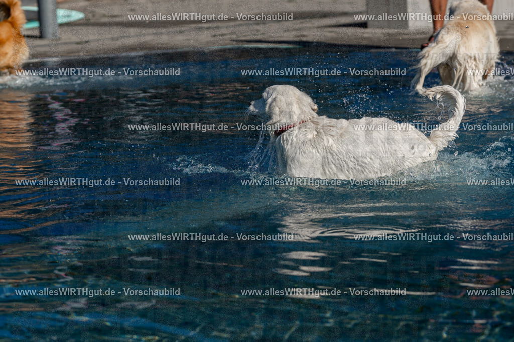 Hundeschwimmen_Volksbad_2026-allesWIRTHgut_Tierfotografie-2609061057-FAY06059 | Professionelle Tierfotografie in Mönchengladbach von Daniel Wirth (allesWIRTHgut). Liebevolle & natürliche Bilder von Hunden & Katzen für unvergessliche Erinnerungen.