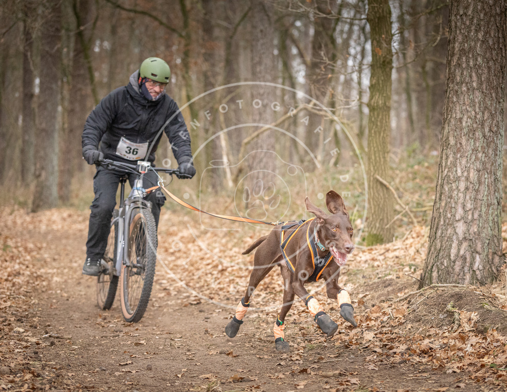Pfotenfotografie_DV3A5518 | Hundefotografie, Tierfotograf, Pfotenfotografie, Fotoshooting Hund, Hunde Portrait, Hundesport, Hundeportraits, Heideshooting, Hunde, Sportfotograf, Hundefotograf, Turnierhundsport, THS,  - Realisiert mit Pictrs.com