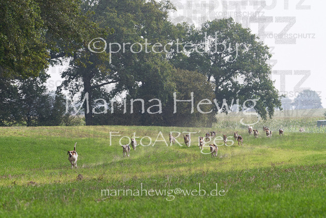 09-23 Jagd Perdöl_MCH9855_Marina Hewig | Fotografie, FotoArt, PferdesportArt, Pferdesportfotografie, Landschaftsfotografie, Reisefotografie, Reise, Pferde - Realisiert mit Pictrs.com