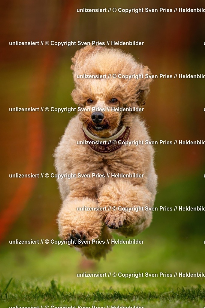 Sven Pries | 2024-09-22 - Hunderennen Baden-BadenPudelverein - Realisiert mit Pictrs.com