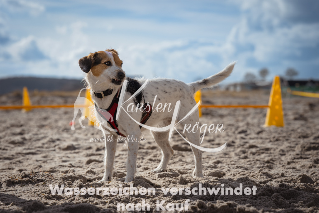 1311_ZZ90701 | kk-dogfotos