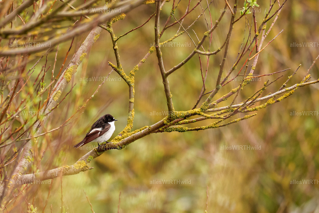 allesWIRTHwild.de - 7IV01623 | Entdecke die faszinierende Welt der Natur- und Wildlife-Fotografie von Daniel und Bärbel. Inspirierende Bilder von wilden Tieren und kleinen Naturwundern.