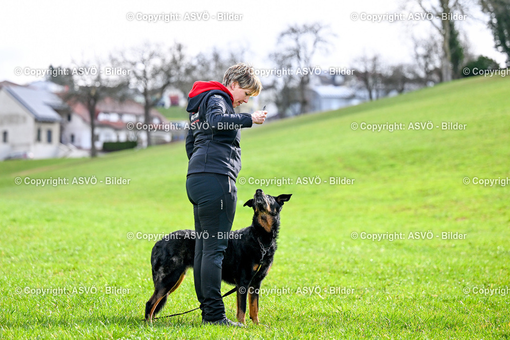 ASVÖ_ Tracking Dog World Championship 2025_ 31.03.2025-81 | 31.03.2025, AUT, ASVÖ, Tracking Dog World Championship // FCI IGP Fährtenhundeweltmeisterschaft 2025©fodo.media / Harald Dostal - Realisiert mit Pictrs.com