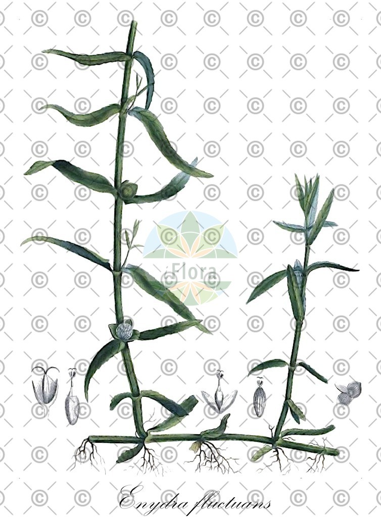 HistAbb_wfo-0000668492_1_ENZY_Simple | Historische Abbildung von Enydra fluctuans - Asteraceae | Historical Illustration of Enydra fluctuans - Asteraceae